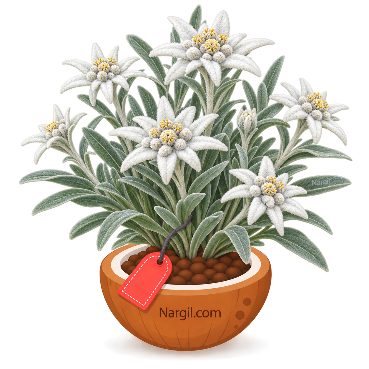 Nargil_Leontopodium Alpinum